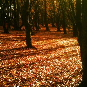 The Autumnal image of Christmas