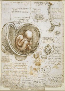 Leonardo da Vinci's Observations of Anatomy