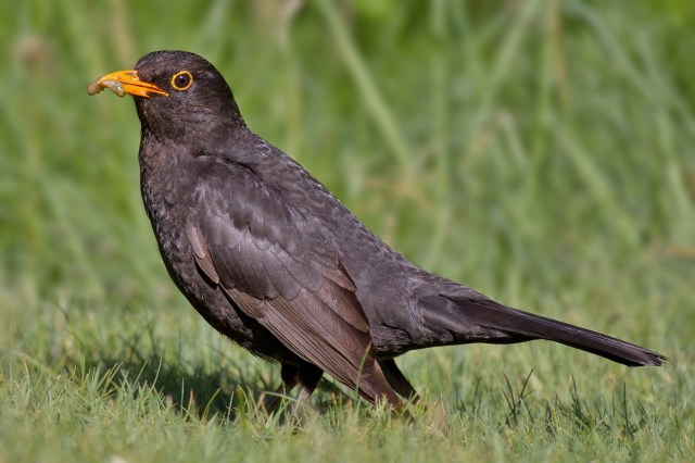 Common_Blackbird